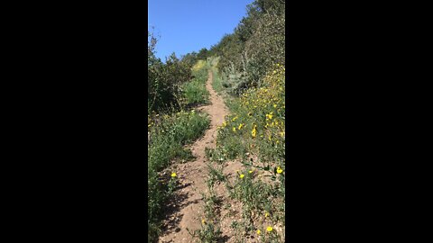 Palos verdes trail Eastvale