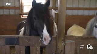 Sand Hill Stables to host equestrian riding clinic