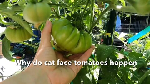How to cat face tomatoes happen and An extended garden tour
