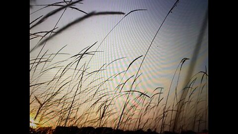 Winds in the Field/Relaxation, Sleep Video