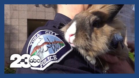 A bunny with a badge