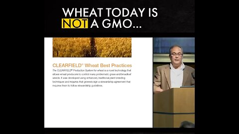 Wheat today is not a GMO - technically