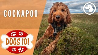 Dogs 101 - COCKAPOO - Top Dog Facts about the COCKAPOO | DOG BREEDS 🐶 Brooklyn's Corner