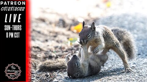 08/28/2022 TheWatchmanNews - They Have People Fighting Like Rodents Over Peanuts - News & Headlines