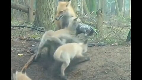 Mother fox feeding her kits day and night