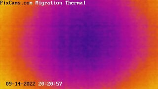 Fall Migration 2022 Thermal Camera - 9/14/2022 - 26 birds in 10 minutes