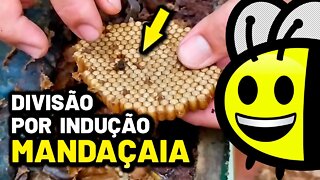 Como fazer divisão de Mandaçaia por indução | Guia completo