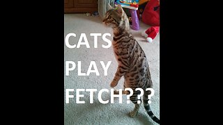 Cat plays fetch with pencil