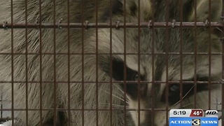 Trapped raccoon recovering