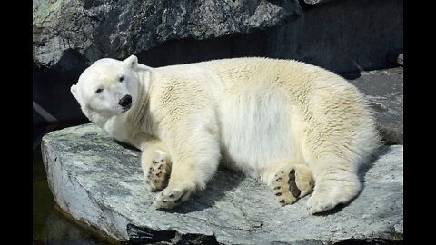 White bears