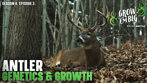 This is Why Bucks Grow Big Antlers