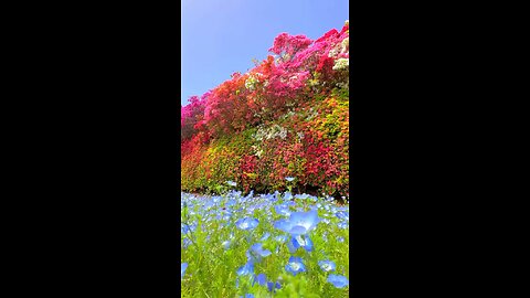 Explore the vibrant beauty of Matsumoto Azalea Park