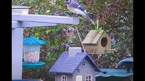 Florida Bird Feeder Live Camera HD