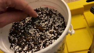 Winter Gardening: Zone 7 Mid January Seedling update
