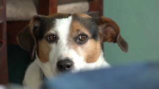 Jack Russel Terrier sitting and looking around and at camera