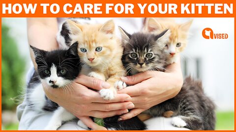 How to Care for Your Kitten: Expert Tips for a Happy, Healthy Feline Friend | Animal Vised