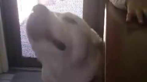 Talkative Dog Has Hysterical Conversation With Owner
