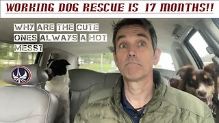 Rain the Rescue Puppy is now a Dog - She is Still Hard