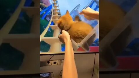 Playing video game with cat #funnyvideo