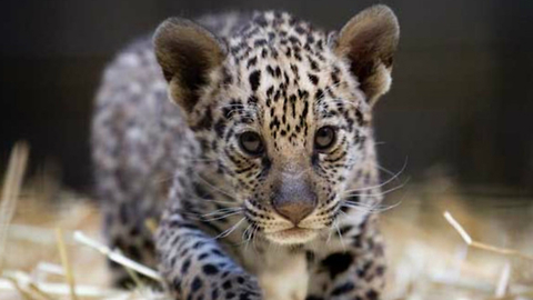 Cute Baby Jaguar Cubs