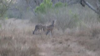 Wildlife in South Texas