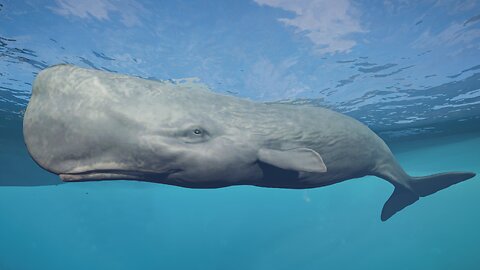 Sperm Whales - Documentary