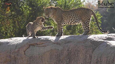A Leopard Family Reunion: Hukumuri, Nyeleti And Son | Adventures In Africa