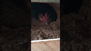 Australian pit game bantam first time broody