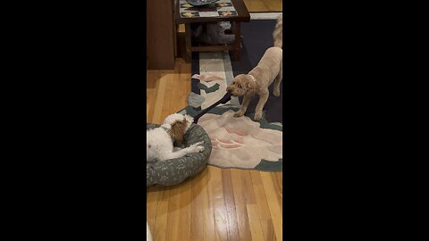 Golden doodle puppies playing with a sock