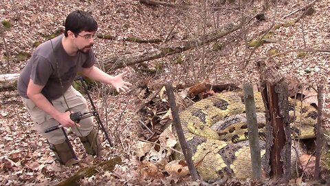 Timber rattlesnakes in forests aren’t quite as big as eastern diamondback rattlesnakes.*