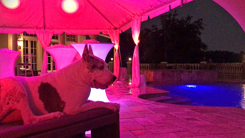 Max the Great Dane Chills Out With Party Lights