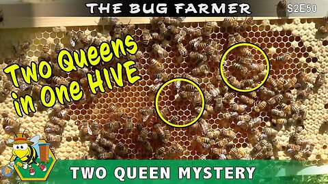 Two Queens in One Beehive? Is it possible to have two queens in one hive? It is in the green hive.