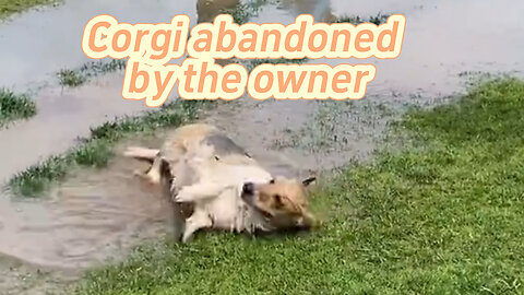 Corgi abandoned by the owner