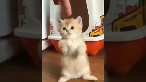 cute cat videos 😹 funny videos 😂 1103 😻 #shorts