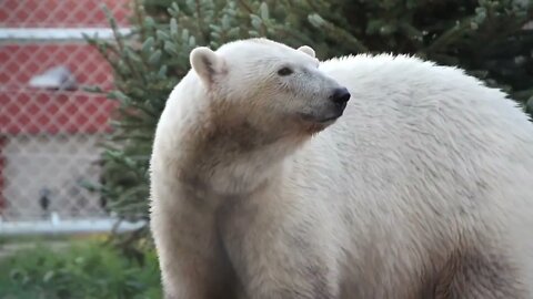 Polar Bear at the Zoo