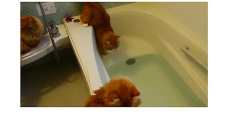 Cats desperate to escape from water