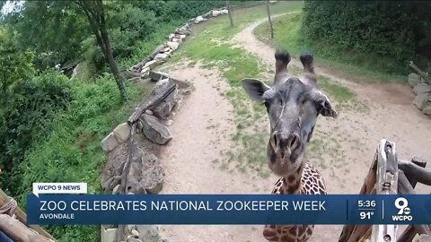 What's it like to be a Cincinnati Zoo zookeeper?