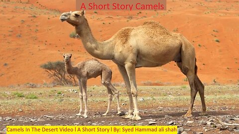 Camels In The Desert Video l A Short Story l By: Syed Hammad ali shah ❤️
