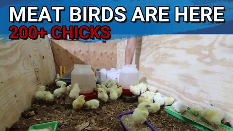 Our Customer's Chicks Are Here! | Brooder Set Up | New Breeding Quail