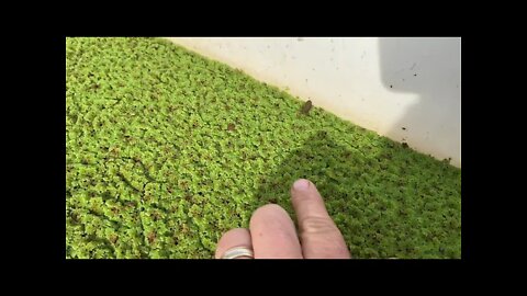 Spring Peeper Frogs Emerging from Tadpoles in my New Aquatic System