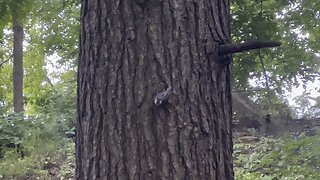 Blue Breasted Nuthatch