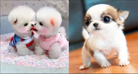 Baby Dogs_ Cut and funny Dog videos compilation | Aww Animals