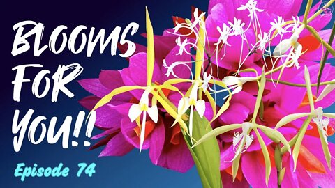 Orchid Updates | Orchid Bloom Dedications | Orchid Blooms for YOU! Episode 74 🌸🌺🌼#OrchidsinBloom