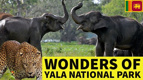 Yala National Park Sri Lanka | The Most Incredible Sri Lanka Travel Experience