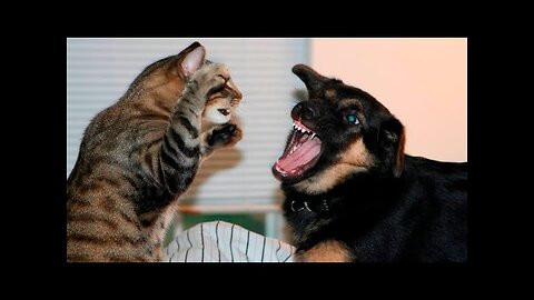 Cat vs Dog