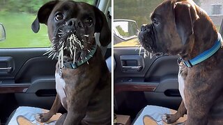 Dog Learns The Hard Way Not To Mess With Porcupines