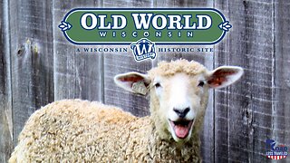 Old World Wisconsin Sheep Goes Viral!!!