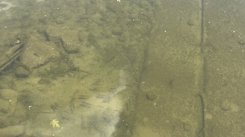 Crayfish? at Humber River James Gardens Toronto?