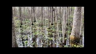 Grand Bay WMA Wetland from the first Pavilion - Spring 2022