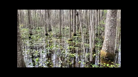 Grand Bay WMA Wetland from the first Pavilion - Spring 2022